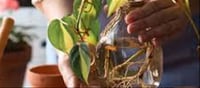 🌿 Money Plant Growth Tips: One Simple Trick to Make Your Money Plant Grow Faster
